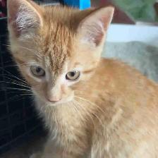 orange tabby kitten for sale