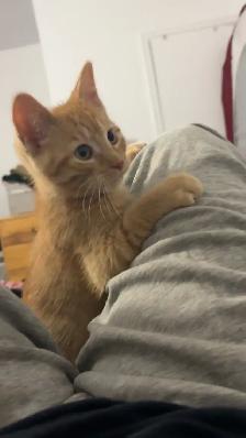 orange tabby kitten for sale - Photo 2