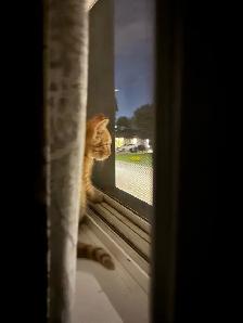 orange tabby kitten for sale - Photo 3