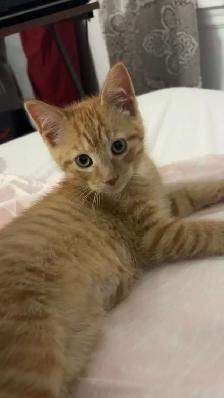 orange tabby kitten for sale - Photo 4