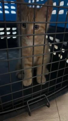 orange tabby kitten for sale - Photo 5