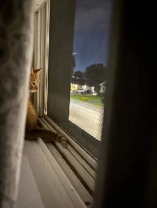 orange tabby kitten for sale - Photo 6