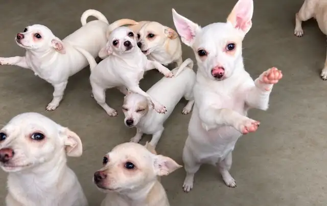 Chihuahua