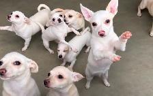 Chihuahua