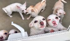 Chihuahua - Photo 2