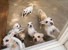 Chihuahua - Photo 3