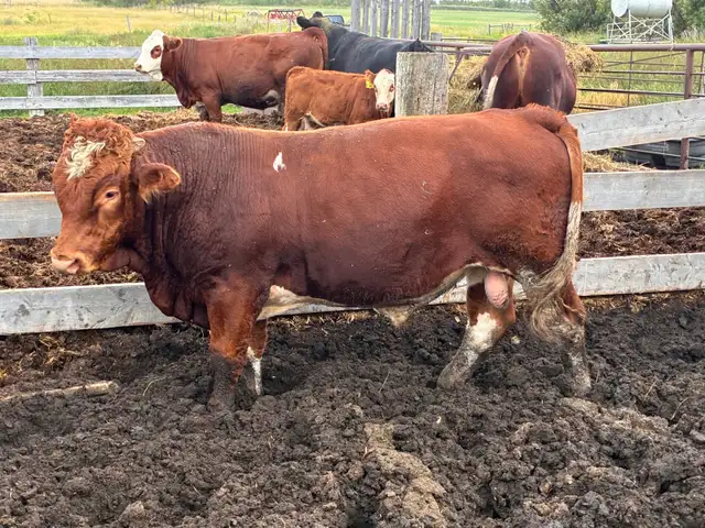 Simmental bull