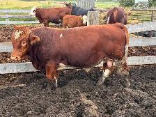 Simmental bull