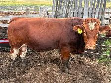 Simmental bull - Photo 2