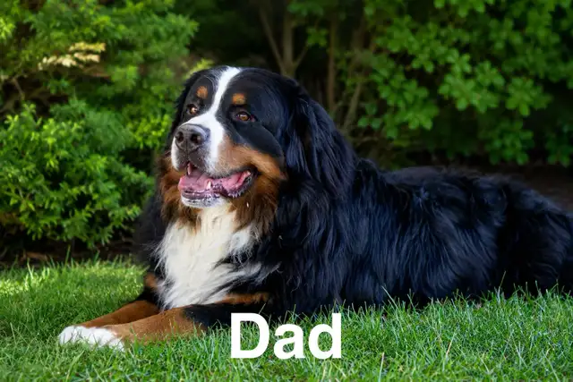 Bernese Mountain Dog Puppies