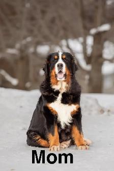 Bernese Mountain Dog Puppies - Photo 2