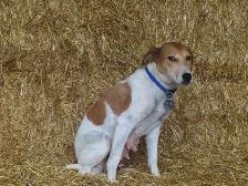 Jack Russel puppies.
