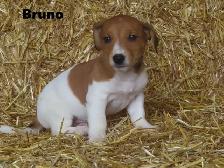 Jack Russel puppies. - Photo 2