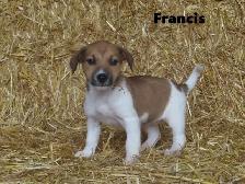 Jack Russel puppies. - Photo 3