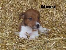 Jack Russel puppies. - Photo 4