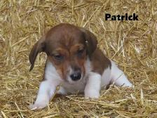 Jack Russel puppies. - Photo 5
