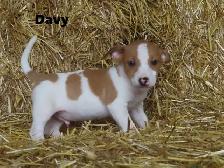 Jack Russel puppies. - Photo 6