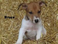 Jack Russel puppies. - Photo 7