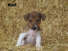 Jack Russel puppies. - Photo 8