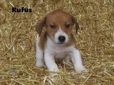 Jack Russel puppies. - Photo 9
