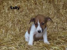 Jack Russel puppies. - Photo 10