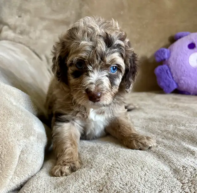 toy/min Aussiedoodle