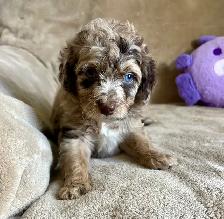 toy/min Aussiedoodle