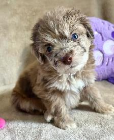 toy/min Aussiedoodle - Photo 2