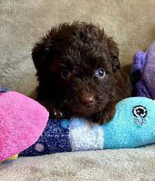 toy/min Aussiedoodle - Photo 3