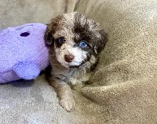 toy/min Aussiedoodle - Photo 4