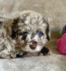 toy/min Aussiedoodle - Photo 5