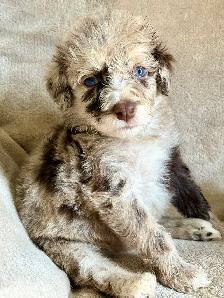 toy/min Aussiedoodle - Photo 6