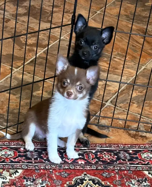 Sweet Pom/Chi puppies