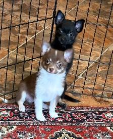 Sweet Pom/Chi puppies