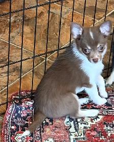 Sweet Pom/Chi puppies - Photo 2