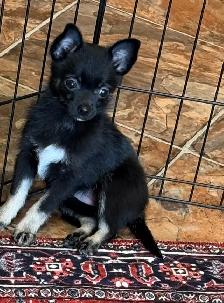 Sweet Pom/Chi puppies - Photo 3