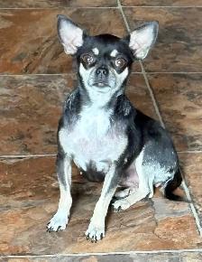 Sweet Pom/Chi puppies - Photo 4
