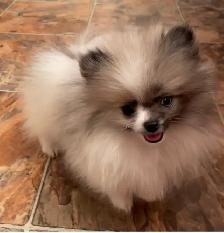 Sweet Pom/Chi puppies - Photo 5