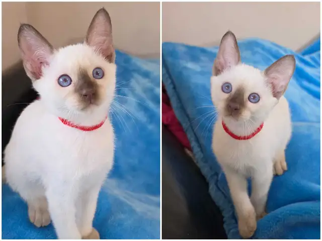 Chocolate Point Siamese Kitten