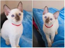 Chocolate Point Siamese Kitten