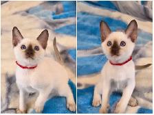 Chocolate Point Siamese Kitten - Photo 2