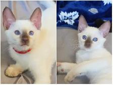 Chocolate Point Siamese Kitten - Photo 3