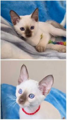 Chocolate Point Siamese Kitten - Photo 4