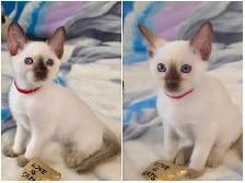 Chocolate Point Siamese Kitten - Photo 5