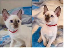Chocolate Point Siamese Kitten - Photo 6