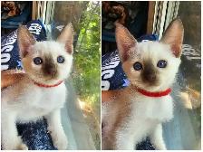 Chocolate Point Siamese Kitten - Photo 7