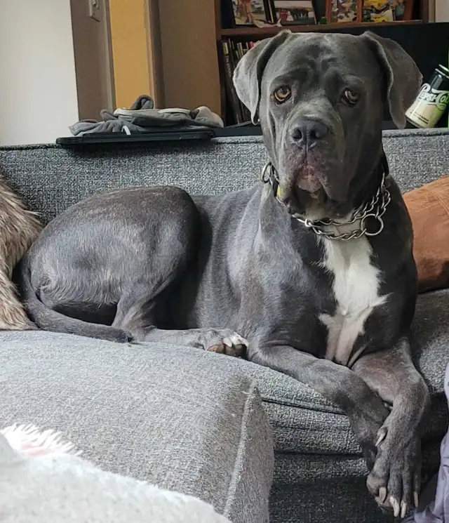 Dog for Adoption