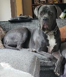 Dog for Adoption