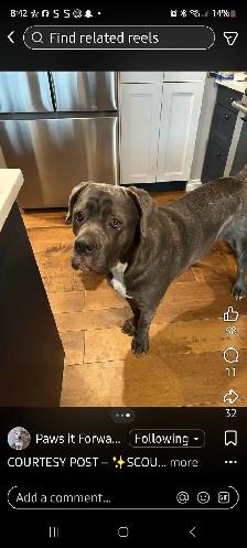Dog for Adoption - Photo 2