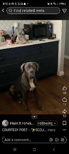 Dog for Adoption - Photo 3